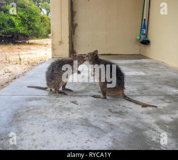 Zwei Beuteltier quokkas auf der Veranda eines Hauses in Rottnest Island Western Australia. Stockfoto