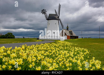 Narzissen in Lytham Mühle wie Wolken drohen mit Regen in Lytham St Annes, Lancashire Stockfoto