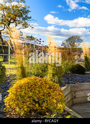 Herbst Farbe in herrlichen, privaten Garten, Yorkshire, England, UK-elegantes, modernes Design, Landschaftsgestaltung und Bepflanzung von Schnittholz angehobenen Betten. Stockfoto