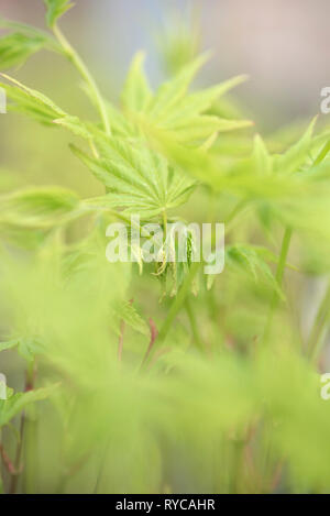 ACER PALMATUM, GRÜN Stockfoto