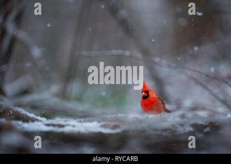 Eine helle rote Männchen nördlichen Kardinal steht in einem winterlich verschneite Szene. Stockfoto