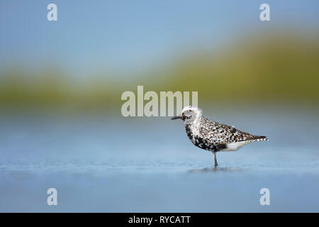 Eine Schwarze-bellied Plover steht im flachen Wasser mit einer glatten grünen und blauen Hintergrund in weiches Licht. Stockfoto