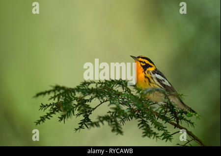 Ein helles Orange und Schwarz Blackburnian Warbler thront auf einem mit Pinien Zweig mit einem grünen Hintergrund. Stockfoto