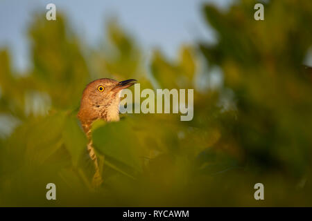 Eine braune Thrasher peeks seinen Kopf aus einem grünen grünen Bush in der frühen Morgensonne seine leuchtend gelben Augen zu zeigen. Stockfoto