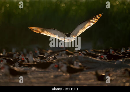 Ein schwarzes Abstreicheisen fliegt in eine große Herde von anderen Vögeln an einem Strand mit der glühenden Sonne scheint durch seine Flügel zu landen. Stockfoto