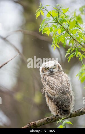 Eine flauschige großen Hörnern Owlet blickt über ihre Schulter in einem leichten Regen im Wald. Stockfoto