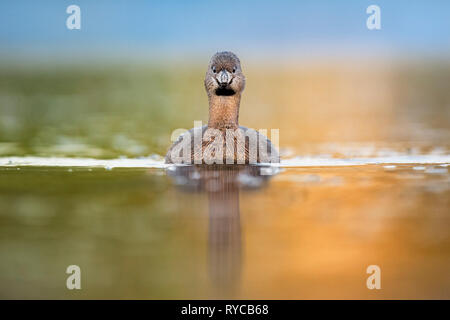 Ein kleines Pied-billed Grebe starrt, der gerade in die Kamera in sanften Morgenlicht mit grün, orange und blau leuchtende Farben um ihn herum. Stockfoto