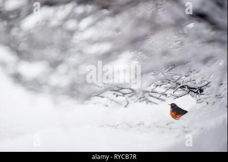 Eine amerikanische Robin sitzt im frisch gefallenen Schnee unter einem Strauch an einem kalten Wintertag. Stockfoto