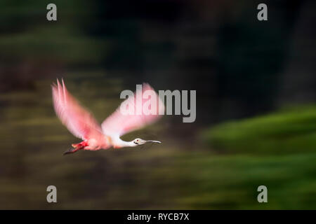 Ein helles Rosa Rosalöffler fliegt mit einem Zweig im Schnabel mit seinen Flügeln und Füßen aus der Bewegung verwischt. Stockfoto