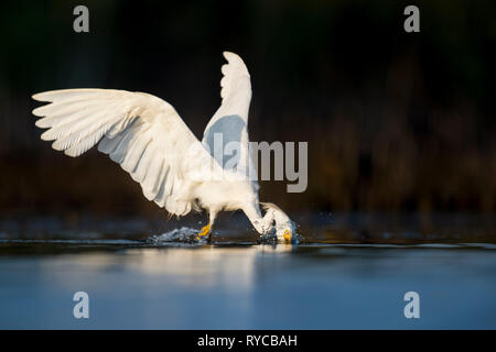 Ein Snowy Egret schlägt heraus zu einem kleinen Fisch mit seinen Flügeln verfangen sich dahinter auf einem sonnigen Morgen mit dunklem Hintergrund. Stockfoto