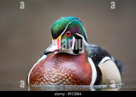 Ein männlicher Holz Ente schließen oben mit Schneeflocken auf seinen bunten Kopf. Stockfoto