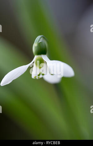 GALANTHUS ELWESII Stockfoto