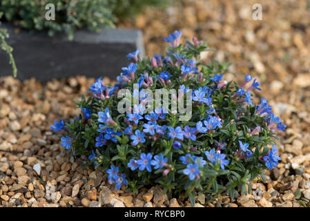 LITHODORA DIFFUSA HEAVENLY BLUE Stockfoto