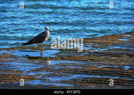 Vogel am Ufer des Tejo (Rio Tejo), Praça do Comercio - Kommerzielle Square in Lissabon, Portugal. Stockfoto