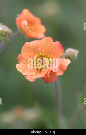 GEUM VÖLLIG MANDARINE Stockfoto
