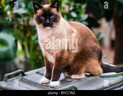 Siam tricolor Katze, sitzend auf Abfallbehälter, sehr freundlich Stockfoto
