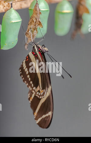Zebra longwing Schmetterling (Heliconius charithonia), Bruteier von chrysalis Stockfoto