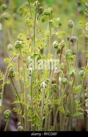 OSMUNDA REGALIS Stockfoto