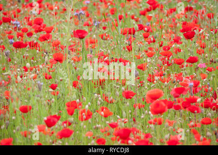 PAPAVER RHOEAS Stockfoto