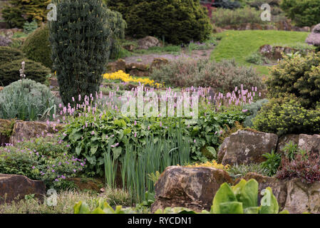 PERSICARIA BISTORTA SUPERBA Stockfoto