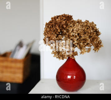 Trockene Hortensie in einem roten Vase auf einem Tisch auf einem neutralen Hintergrund Stockfoto