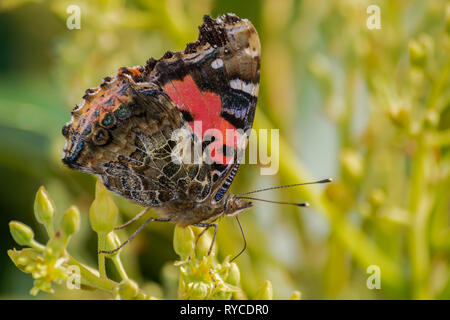 Rot Schmetterling Admiral (Vanessa atalanta), Blume bestäuben Avocado (Persea americana), mit Morgensonne Stockfoto