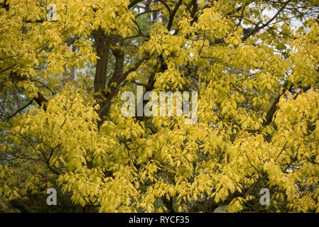 QUERCUS RUBRA AUREA Stockfoto