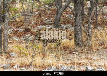 Leopard im trockenen Gras von Etosha Park Stockfoto