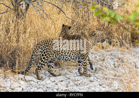 Leoparden in das trockene Gras der Etosha Park Stockfoto