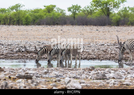 Zebras trinken aus Wasserloch im Etosha Park Stockfoto