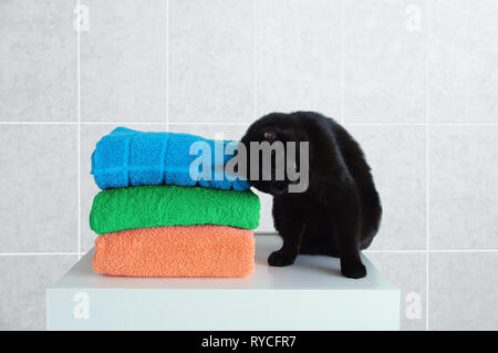 Eine schwarze Katze sitzt auf einem weißen Nachttisch und reibt gegen Terry Handtücher. Hintergrund grau Fliese. Stockfoto