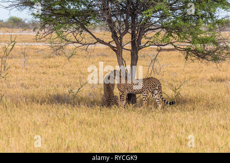 Geparden unter Baum im Etosha Park, Namibia Stockfoto