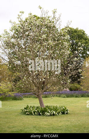 SORBUS THIBETICA JOHN MITCHELL Stockfoto