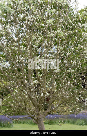 SORBUS THIBETICA JOHN MITCHELL Stockfoto