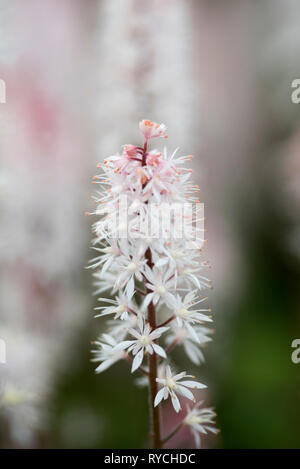 TIARELLA FRÜHLINGSSYMPHONIE Stockfoto