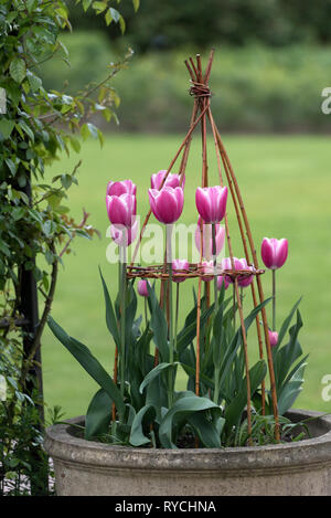 TULIPA JUMBO SCHÖNHEIT Stockfoto