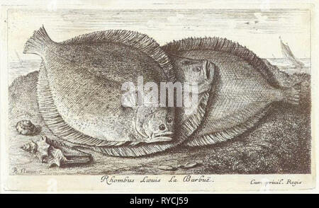 Drei Fische am Strand, Brill, Scophthalmus Rhombus, eine Art der Plattfische in der Steinbutt-Familie Stockfoto