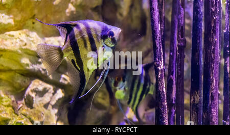 Freshwater angelfish mit einem anderen Kaiserfischen im Hintergrund, populäre Aquarium Haustiere, tropische Fische aus dem Amazonas Becken Stockfoto