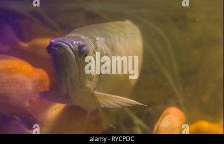 Silber arowana, eine beliebte Zierfische aquarium Pet, tropische Fische aus dem Amazonas Becken von Amerika Stockfoto