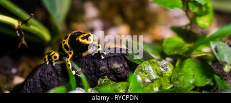 Gelb gebändert poison Dart frog in Nahaufnahme, tropischen und giftigen Tier aus dem Regenwald von Amerika Stockfoto