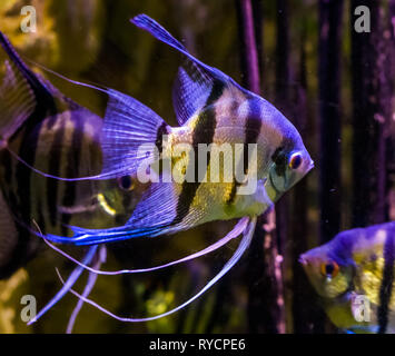 Süßwasser Kaiserfische schwimmen im Wasser, Nahaufnahme von angelfish, beliebte Haustiere in der Aquakultur, tropische Fische aus dem Amazonas Becken Stockfoto