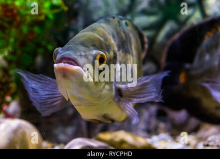 Nahaufnahme des Gesichts eines Oscar tiger cichlid, beliebte Haustier in der Aquakultur Stockfoto
