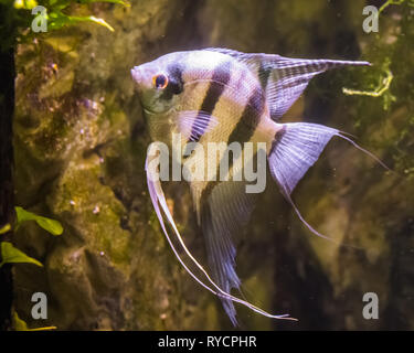 Freshwater angelfish, sehr beliebte Fische in der Aquakultur, tropische Fische aus dem Amazonas Becken Stockfoto