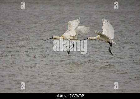 Löffler/Platalea leucorodia. Hortobagy National Park. Ungarn Stockfoto