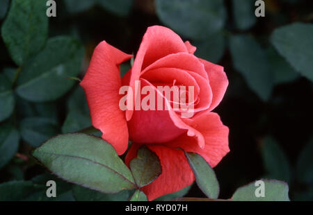 ROSE (HYBRID TEA) 'FRAGRANT CLOUD" Stockfoto