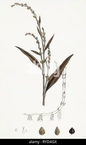 Polygonum Hydropiper Wasser Pfeffer Stockfoto