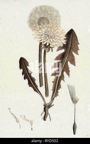 Taraxacum Officinale Var. Genuinum gemeinsame Löwenzahn Var. Ein Stockfoto