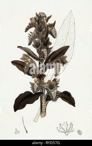 Echium Vulgare gemeinsame Viper's Bugloss Stockfoto