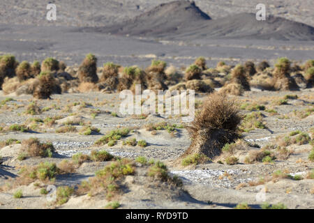 Des Teufels Cornfield, Death Valley Nationalpark, Kalifornien, USA. Stockfoto