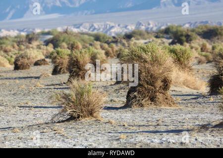 Des Teufels Cornfield, Death Valley Nationalpark, Kalifornien, USA. Stockfoto